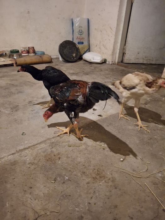 Продам даканов  ...