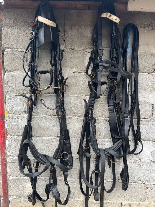 Vând hamuri trăsură