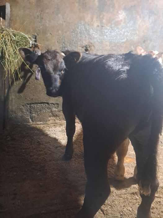 Sugari băltată si angus.