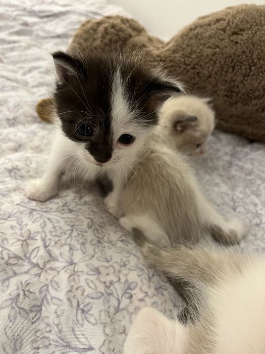 Котята, даром. Месяц