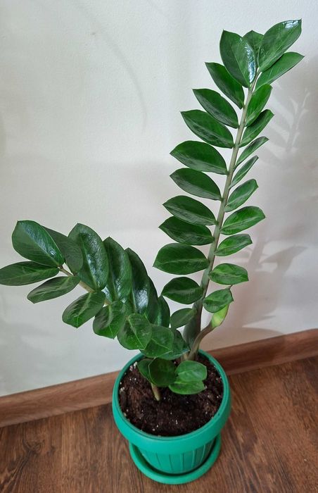 zamioculcas zz inflorita, monstera adansonii, lacrima maicii domnului