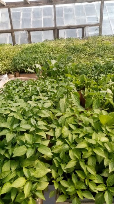 рассада Атырау