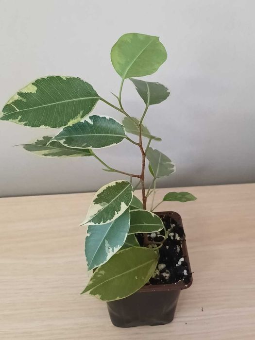 Продам фикусы Бенжамина