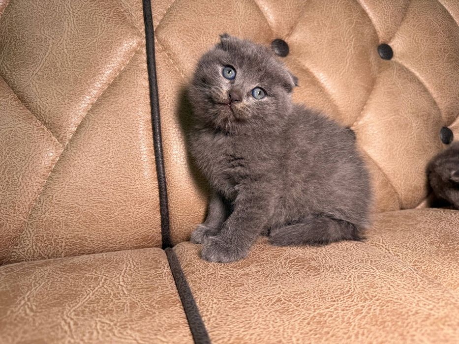 котенок скотиш фолд мальчик