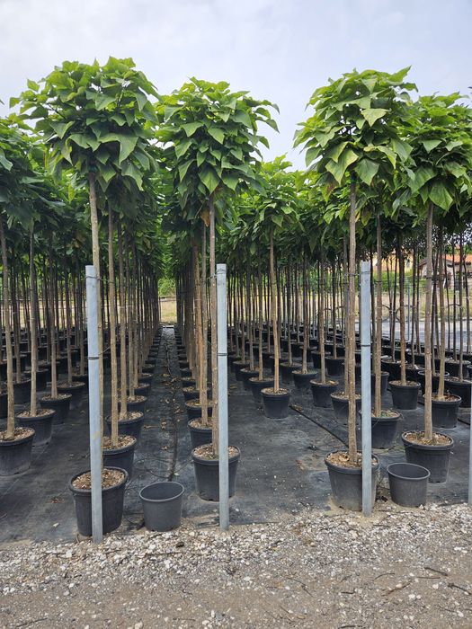 Catalpa nana globular