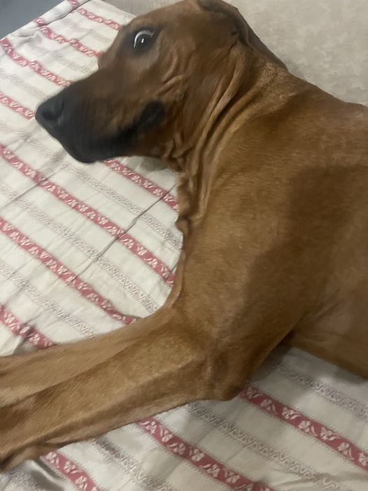 Родезийский риджбек ищет дом