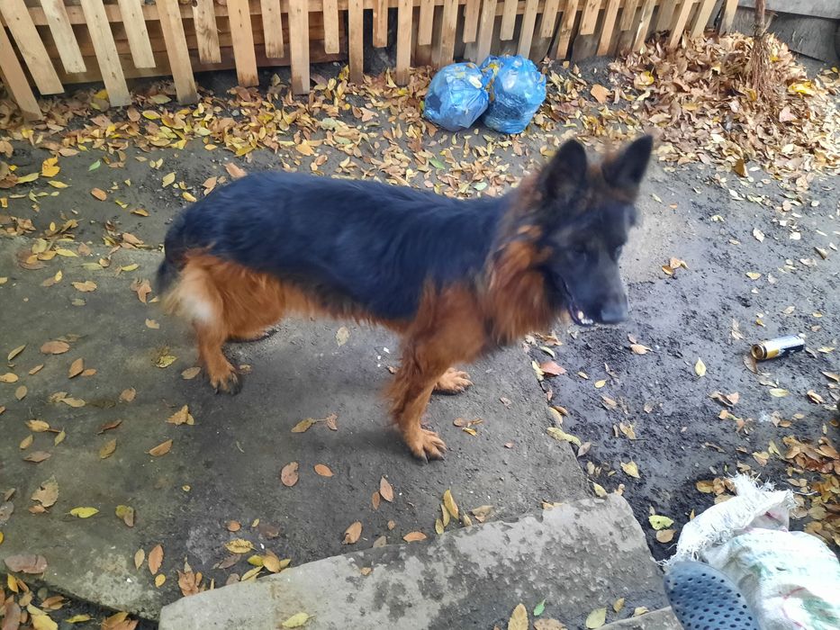 Кобель немецкой овчарки