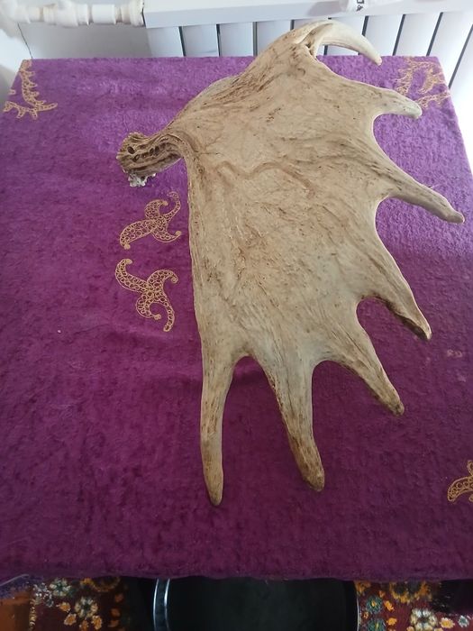 Сибир кийик шохи