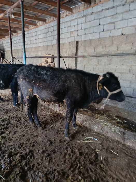 Буқалар сатылады