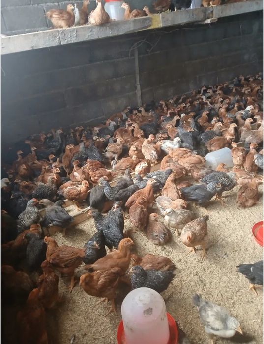 Pui rasă mixtă  800-900g