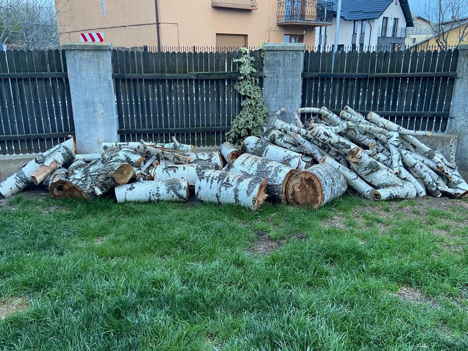 Lemn mesteacan pentru foc sau bricolaj