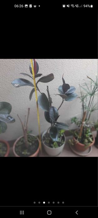 Planta natural ficus