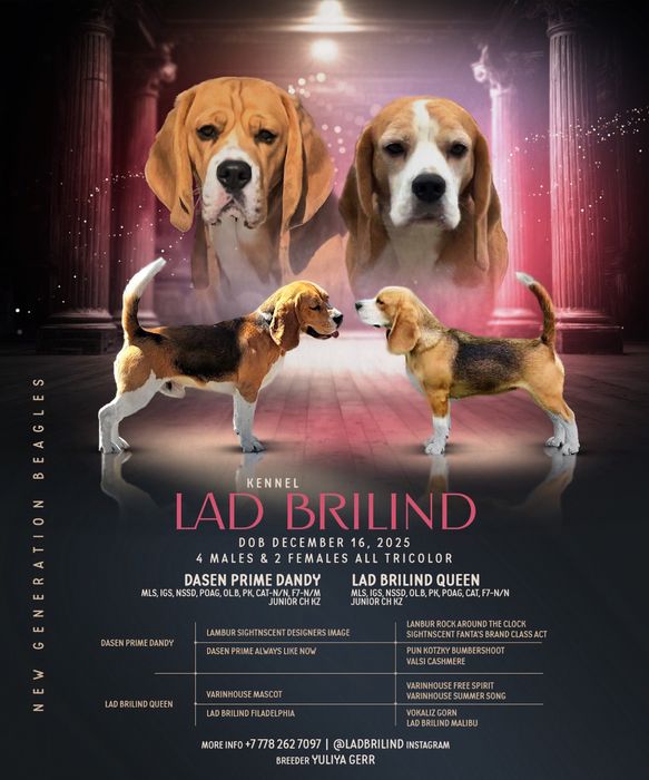 Щенки бигля, питомник, документы