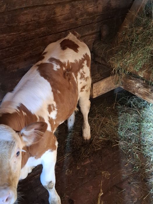 Vând vițel 2 luni