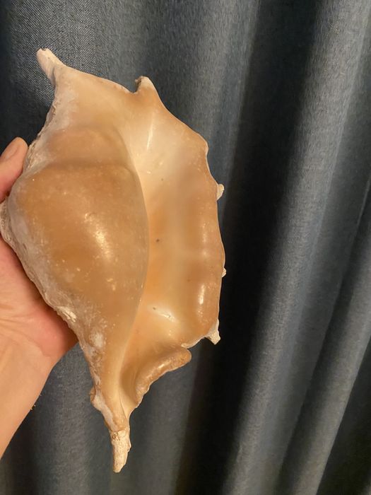 Scoica naturala, mare oceanul Indian