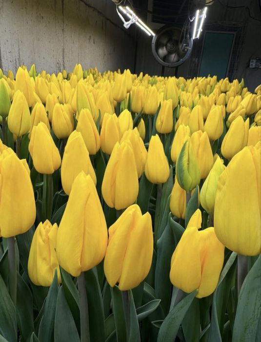Тюльпаны премиум качество