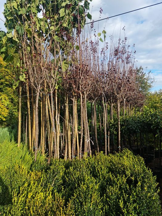 Artari,platani,mestecan,tei,Plop,paltin,Frasin,catalpa etc.