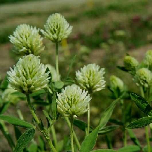 Facelia si alte plante melifere si fixatoare de azot