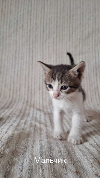 Отдам котят в добрые руки.