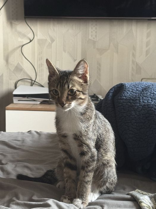 Отдам кота в добрые руки