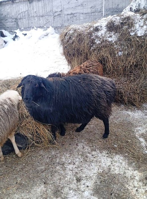 Продается Кошкар