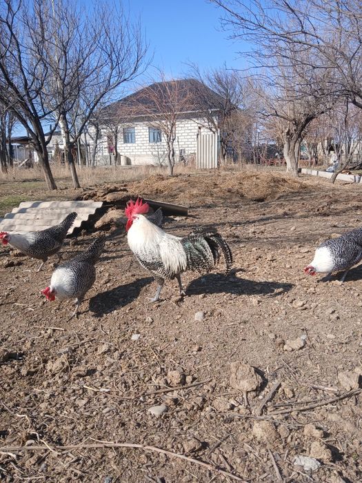 Брекель серебро қораз