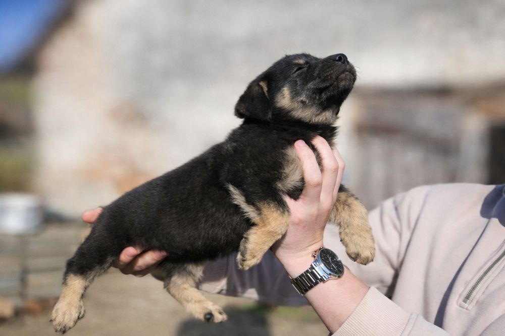 Adopție cațeluşă