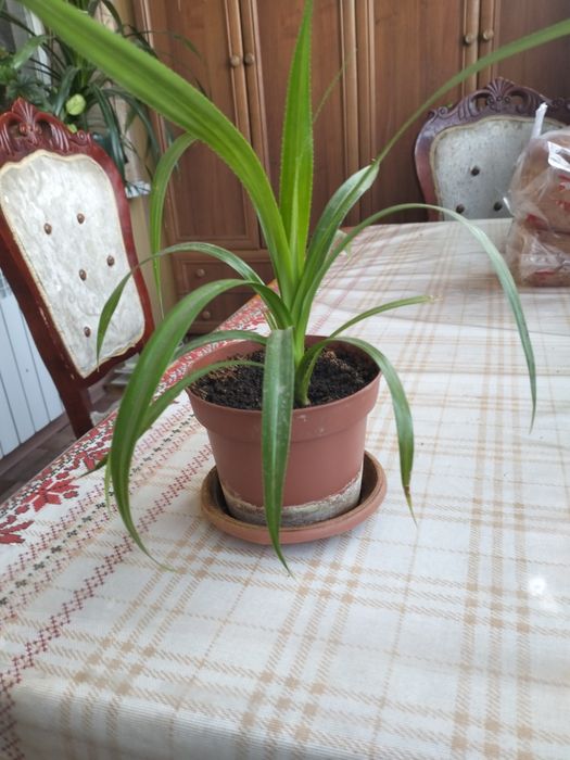 Комнатное растение Диффенбахия