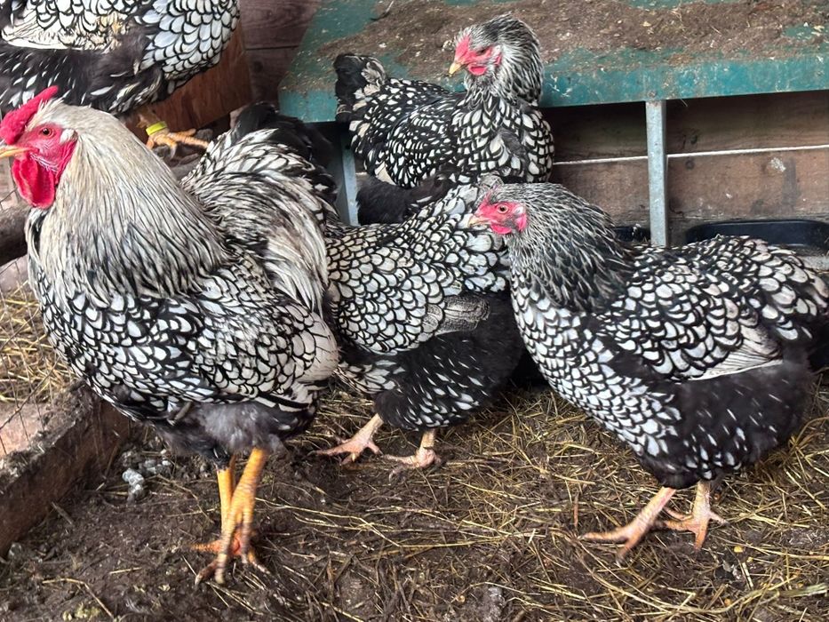 Wyandotte argintiu 4+1