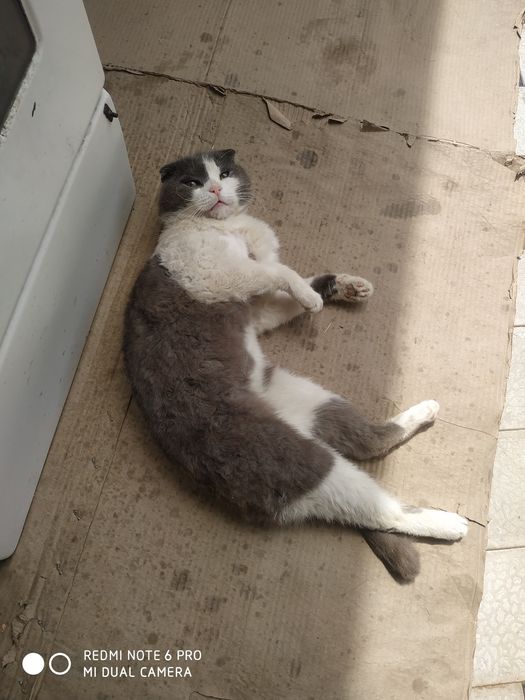 Oriq qoramagiz porno onlayn