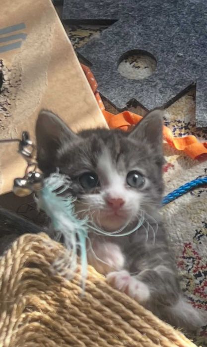 отдам котят в хорошие руки