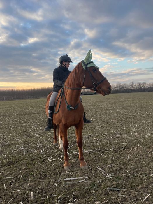 Cal cuminte de vânzare.