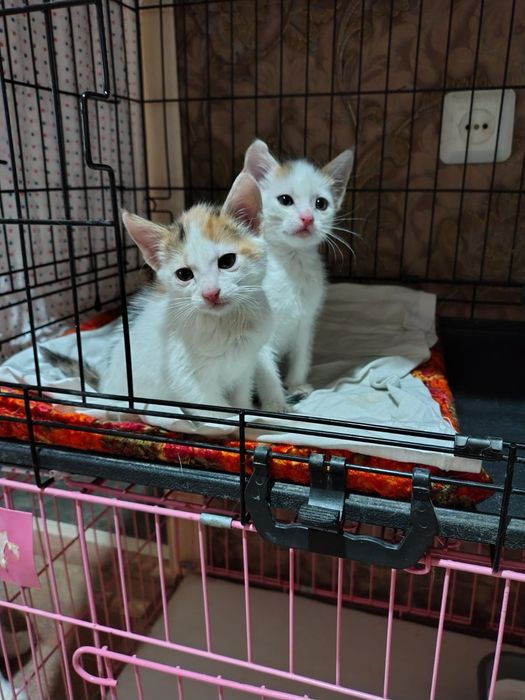 Отдам в добрые хорошие руки котят