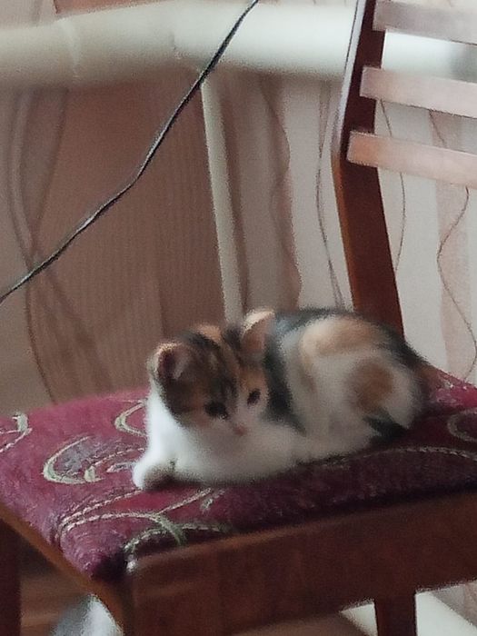 Отдам даром котят