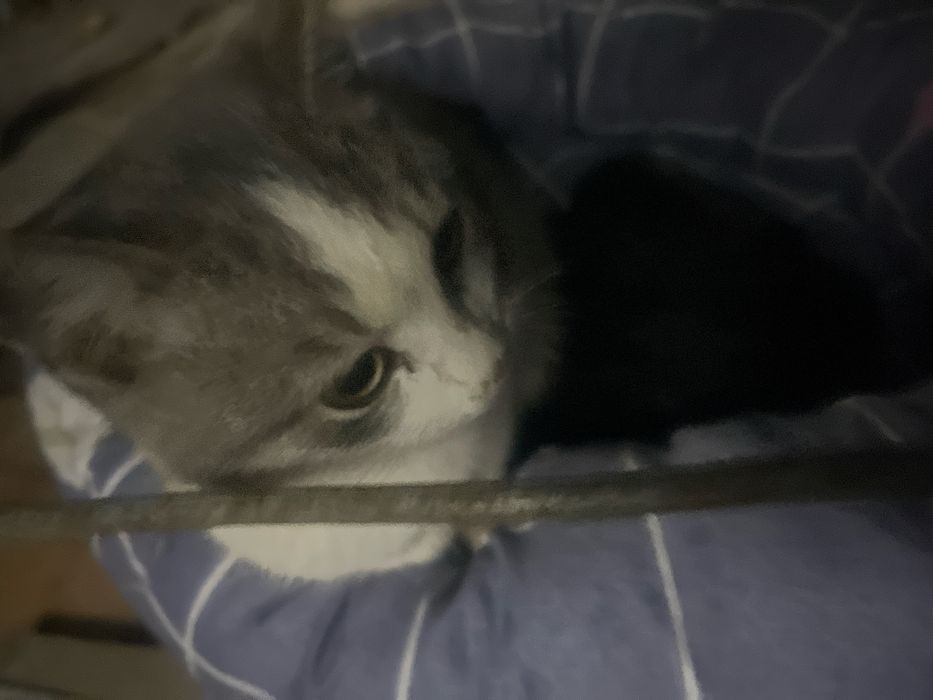 Отдам даром ласкового котенка