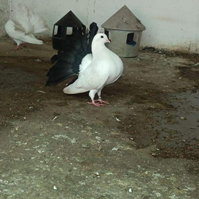 VAND  SAU SCHIMB voltați albi și albi cu coada neagră