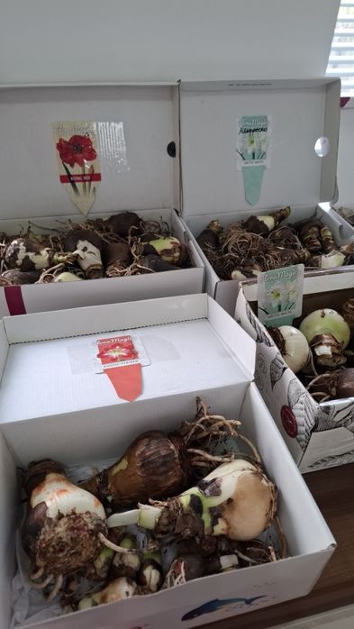 Луковицы гиппеаструма(амариллиса)