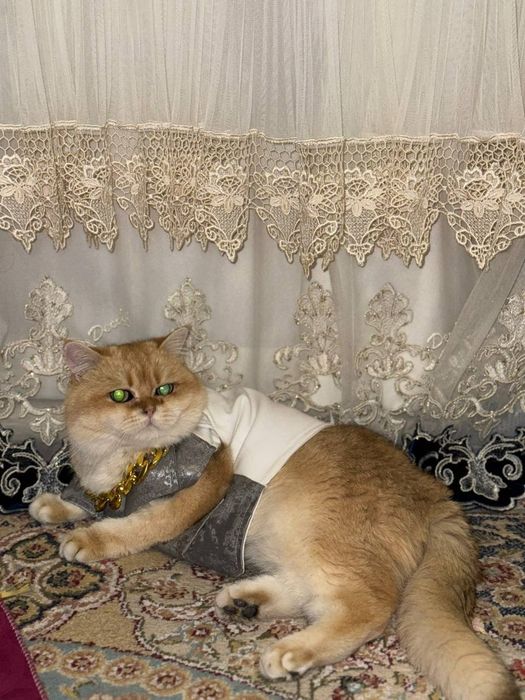 британский мальчик