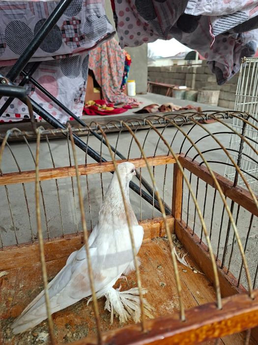 Продам голуби тасман