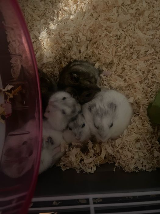 hamsteri pitici de vanzare