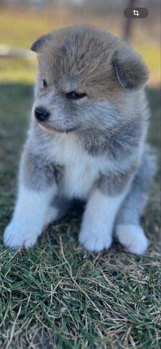 Akita Inu Japonez