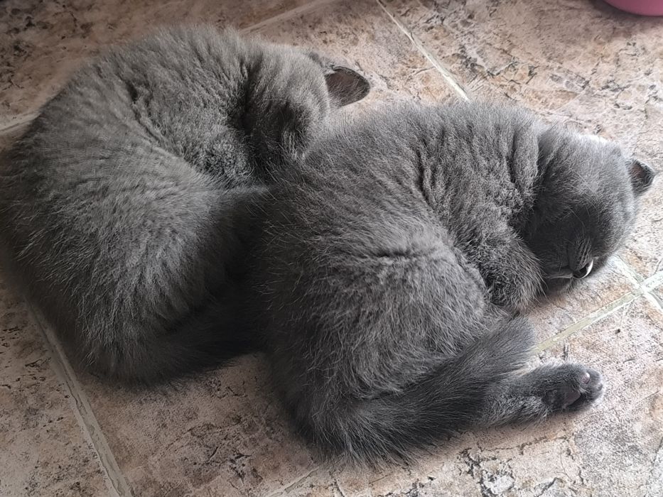 Британска късокосместа и шотландски клепоух