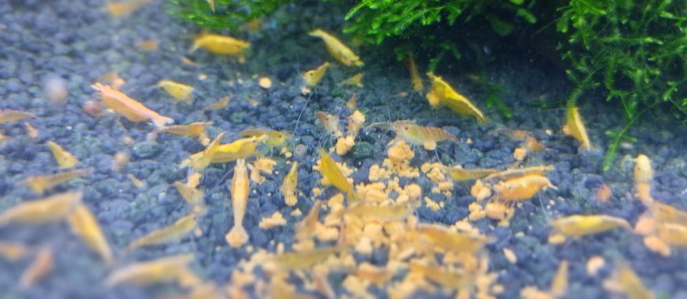 Creveți galbeni / Creveți yellow acvariu