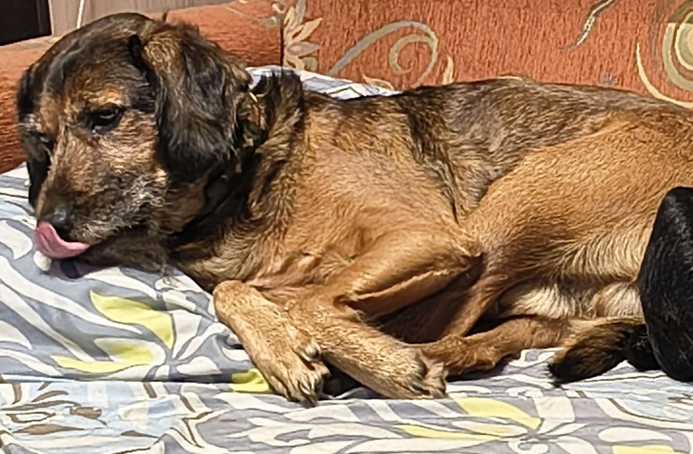 Изгубено куче Айк