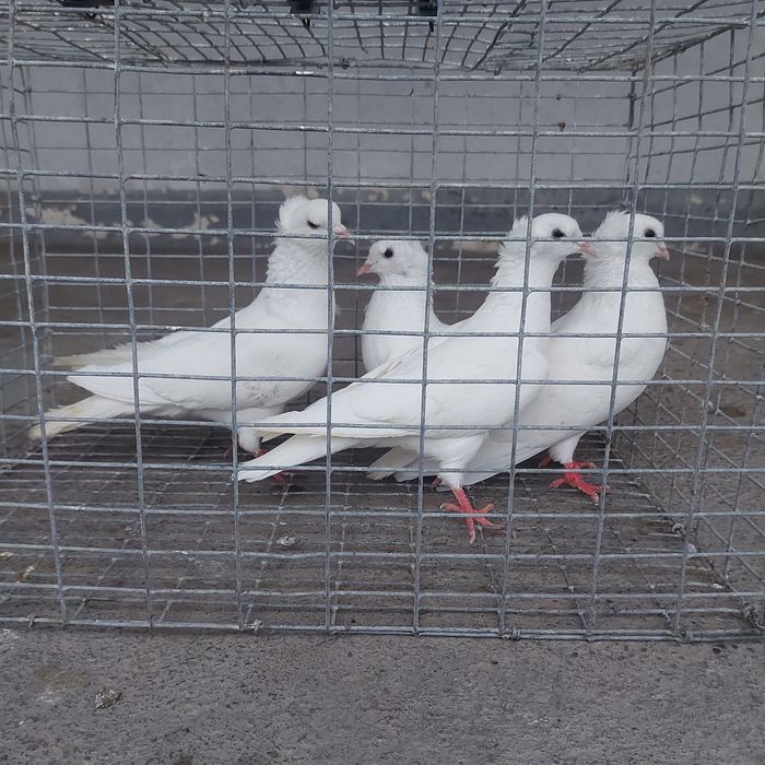 Бели чубати бровястые 2пара