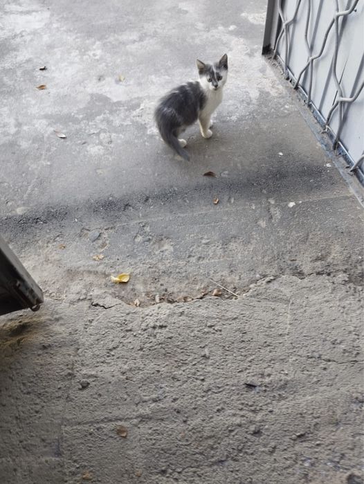 Отдадим котят в добрые руки, бесплатно