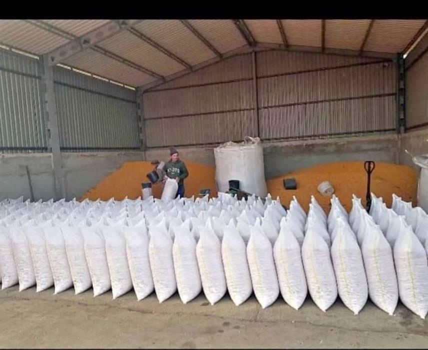 Porumb boabe 1 leu kg