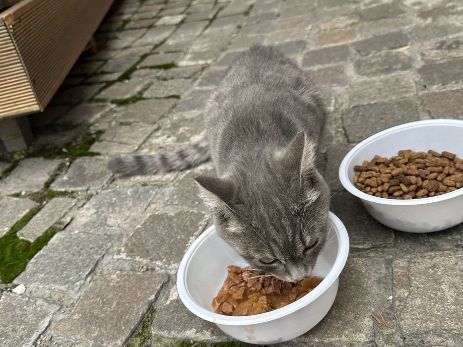 Найден котенок, отдам хозяевам