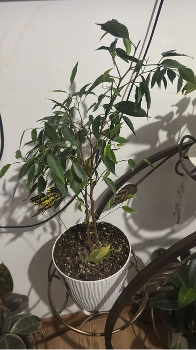 Уй гулдери сатылады