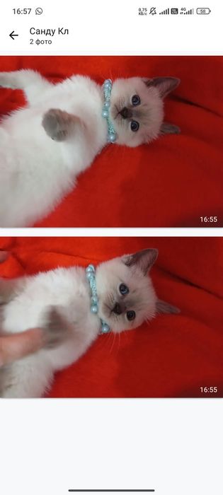 Котёнок.Серебристый шиншилла 1.5 мес. Девочка. К лотку приучен
